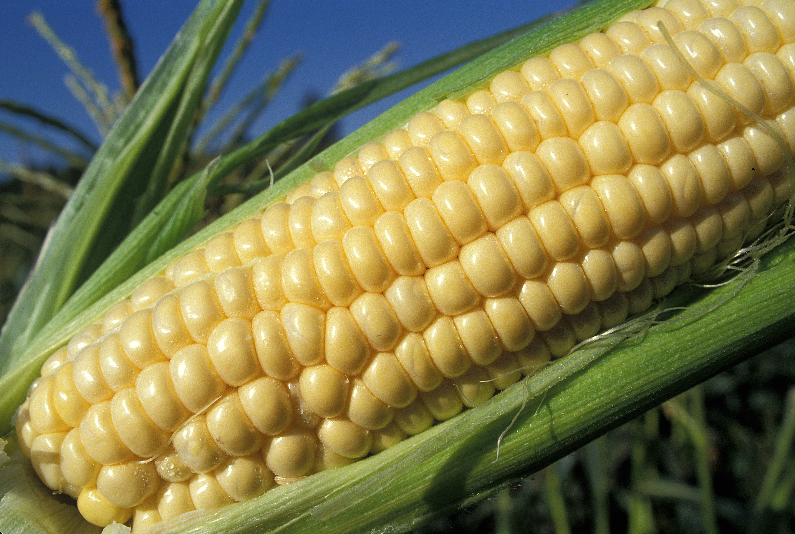 sweet-corn-ear-syracuse